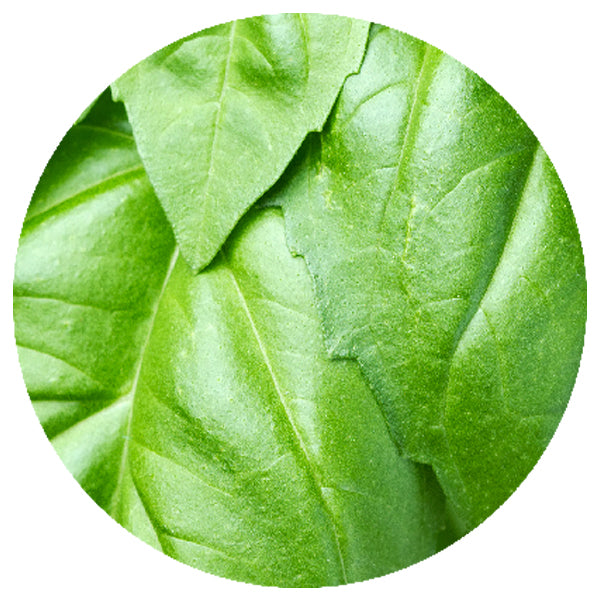 Freeze-Dried Basil Cut