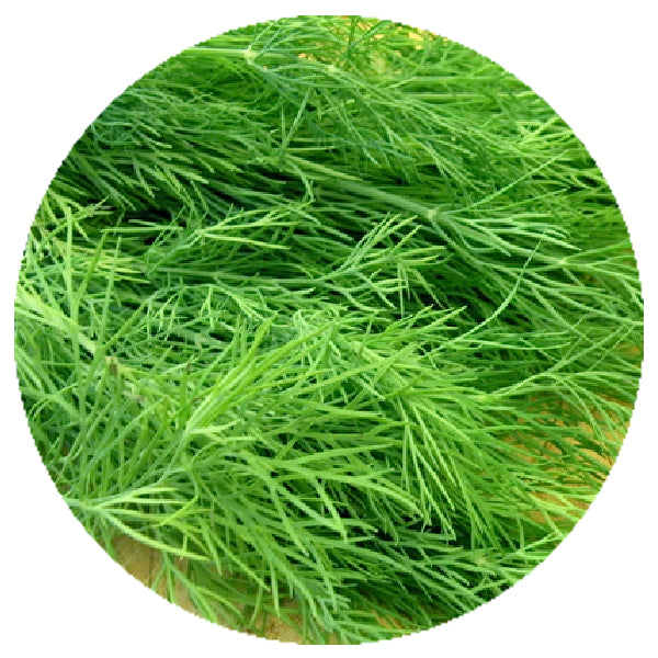 Freeze-Dried Dill Tips