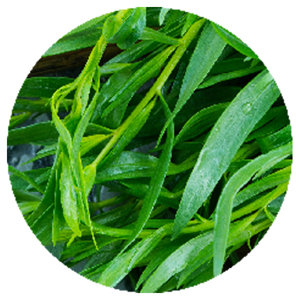 Freeze-Dried Estragon Cut