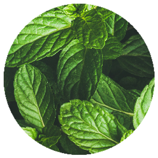 Freeze Dried Green Mint Cut