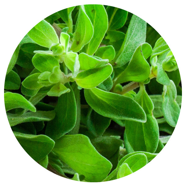 Freeze Dried Marjoram Cut