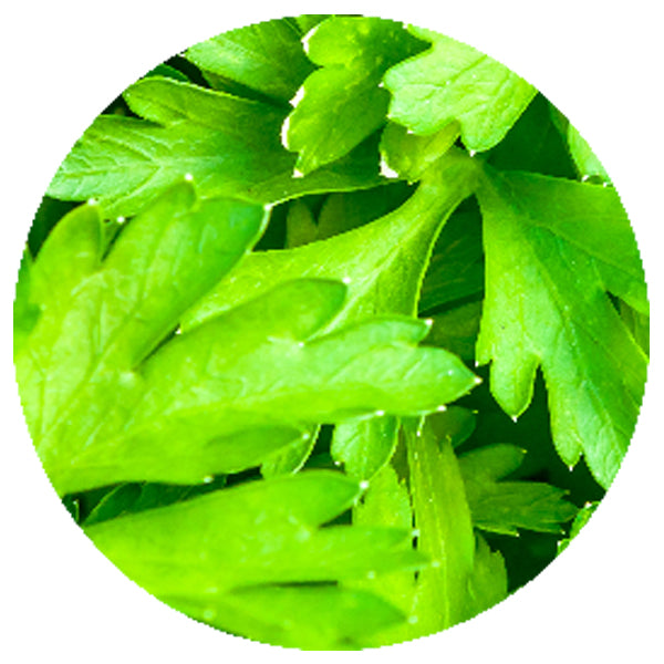Freeze-Dried Parsley Cut
