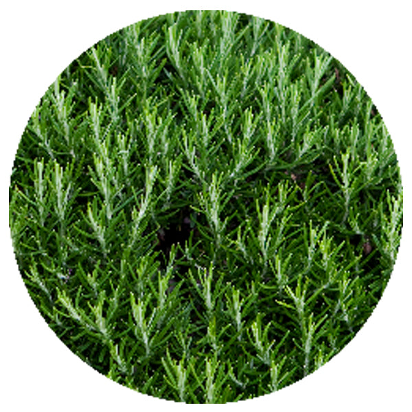 Freeze-Dried Rosemary Cut