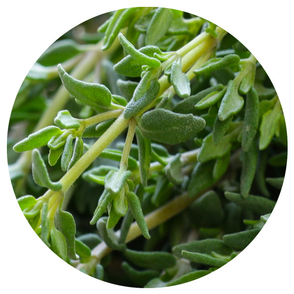 Freeze-Dried Thyme Cut